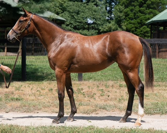 競馬Carrot Club Yearlings 2025 Yearling Sale | CTHS Ontario